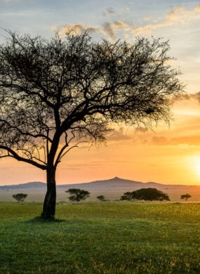 Lone tree in the open grasslands at sunset, Singita Grumeti Tanzania