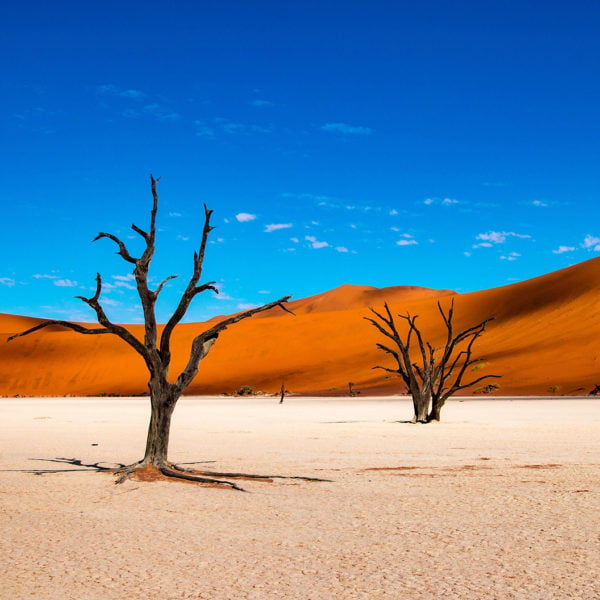 Large red sand dune against brilliant blue sky with barren trees in the foreground