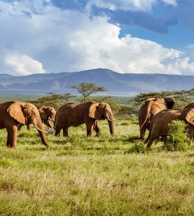 Heard of African elephants moving through an open grass plain