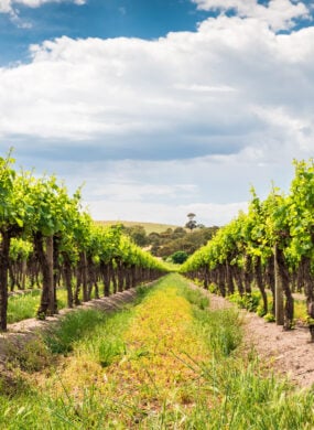 vineyard-barossa-valley-australia