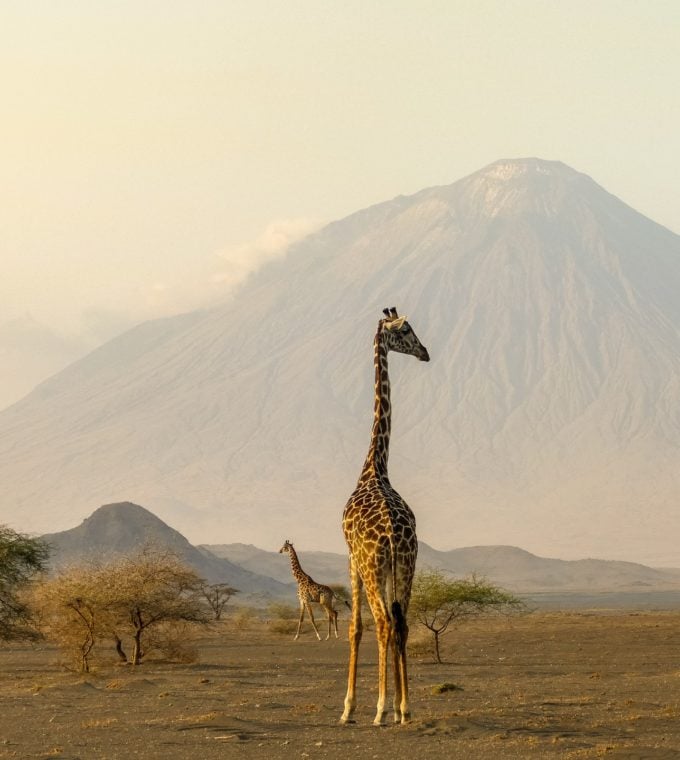 Giraffe in front of a mountain in Tanzania