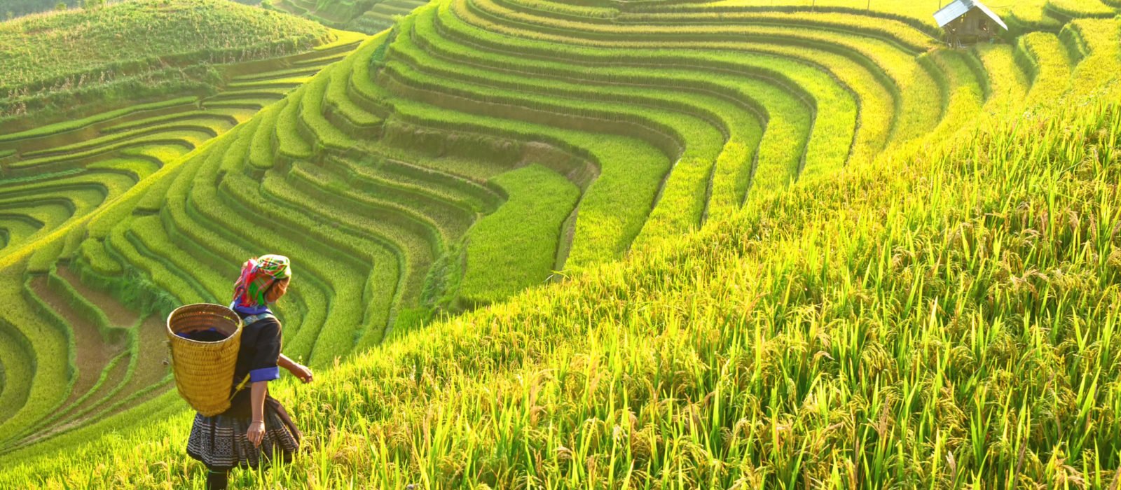 vietnam-rice-terraces