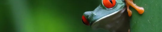 red-eyed-tree-frog-tortuguero-costa-rica