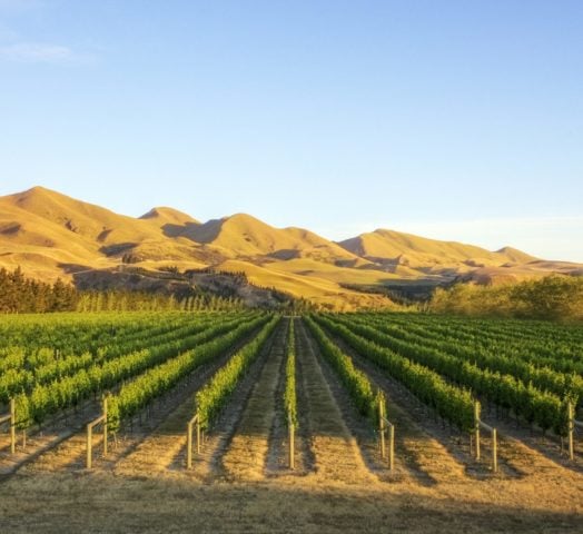 vineyard-canterbury