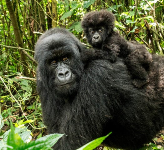 A mother gorilla and her baby in Virunga National Park