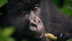 Close-up of a gorilla's face in Volcanoes National Park