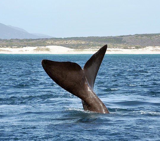 The tail fin of a Southern Right Whale off a South African beach