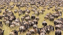 Wildebeest Great Migration