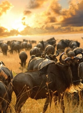 Herd of wildebeest grazing in the plains of the Serengeti National Park, Tanzania, at sunset