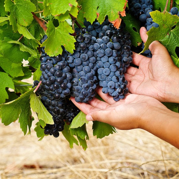 human hands holding cabernet sauvignon pinotage bunches of grapes with green leaves Stellenbosch South Africa