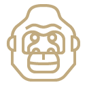 Vector art of a front-facing gorilla face with bold golden line work