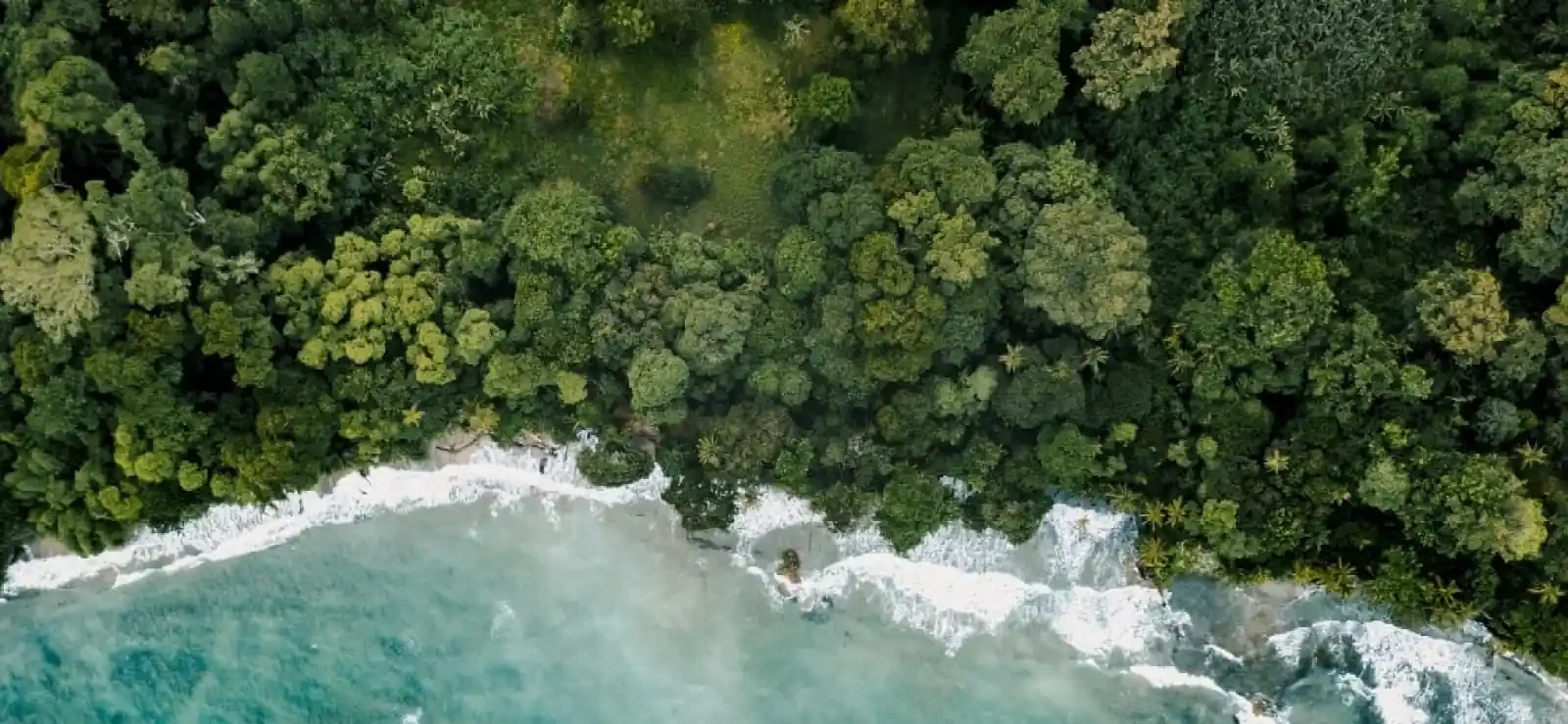 Ariel view of waves breaking on a forested shoreline